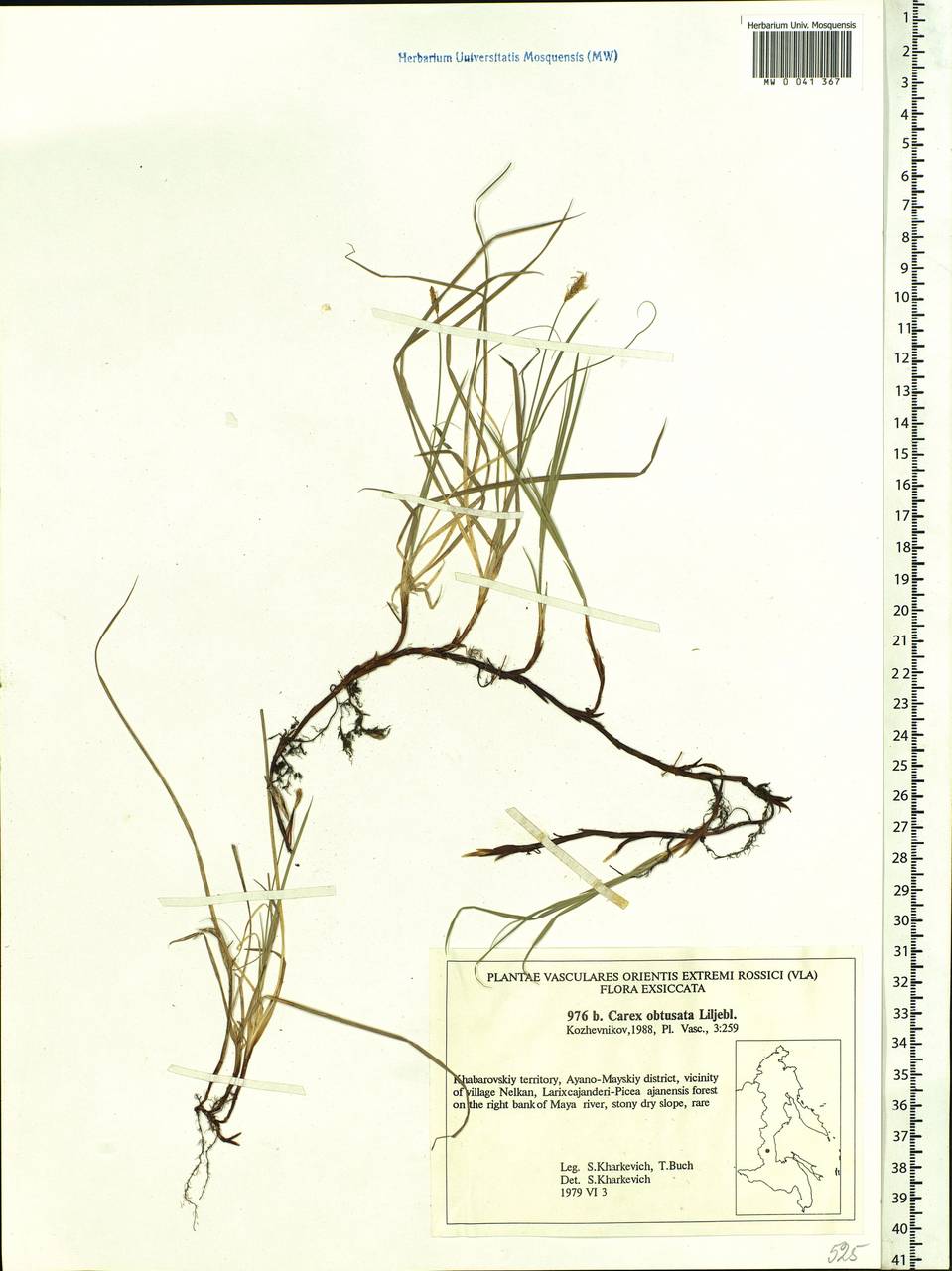 Carex obtusata Lilj., Siberia, Russian Far East (S6) (Russia)