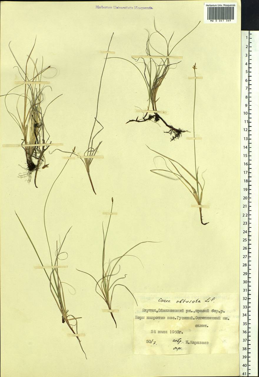 Carex obtusata Lilj., Siberia, Yakutia (S5) (Russia)