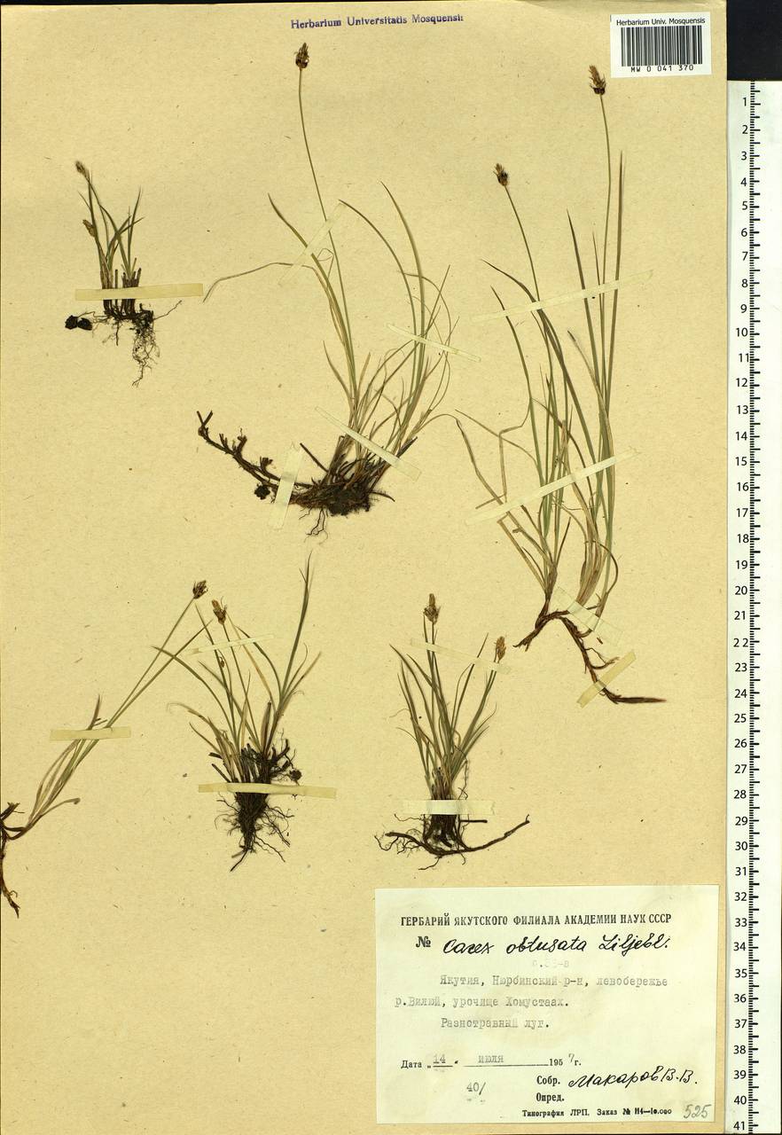 Carex obtusata Lilj., Siberia, Yakutia (S5) (Russia)
