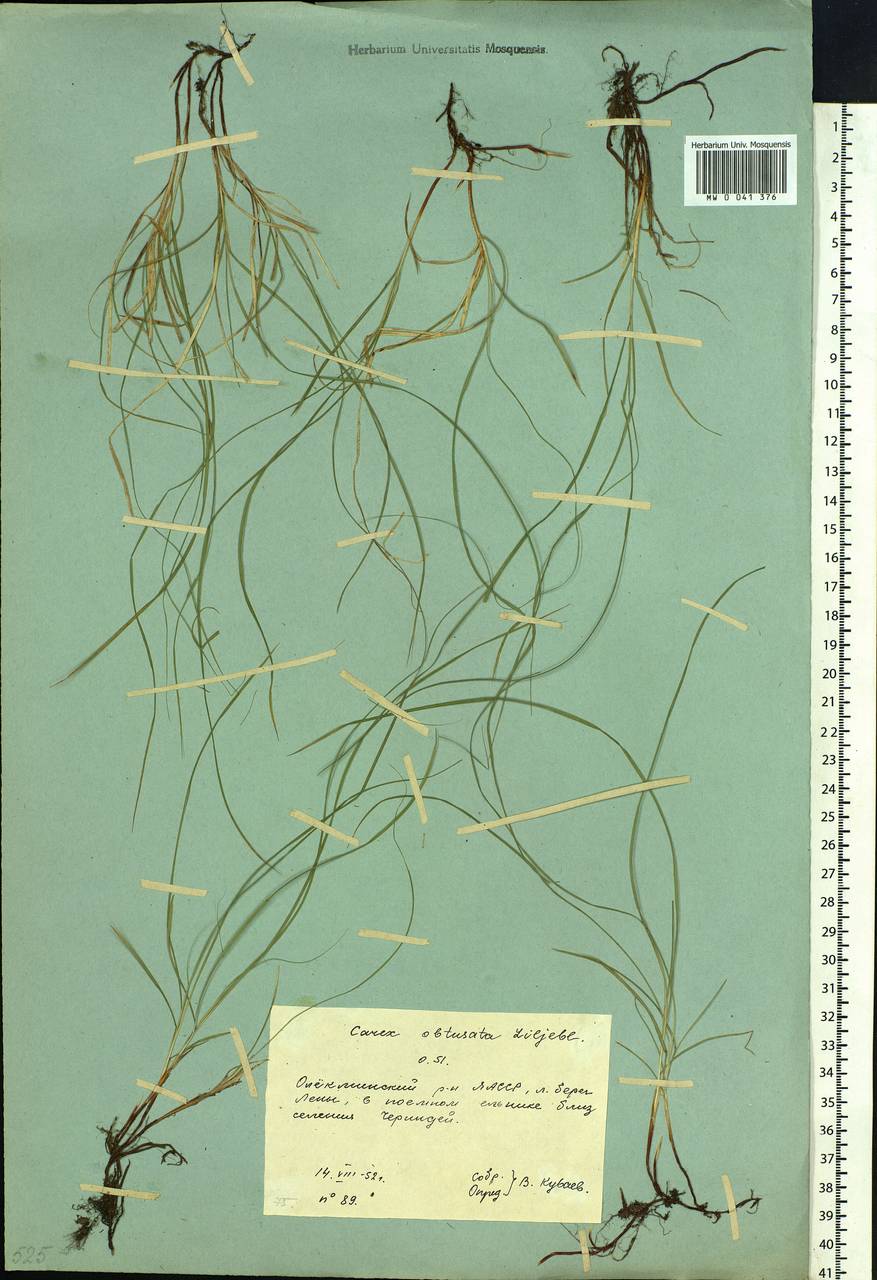 Carex obtusata Lilj., Siberia, Yakutia (S5) (Russia)