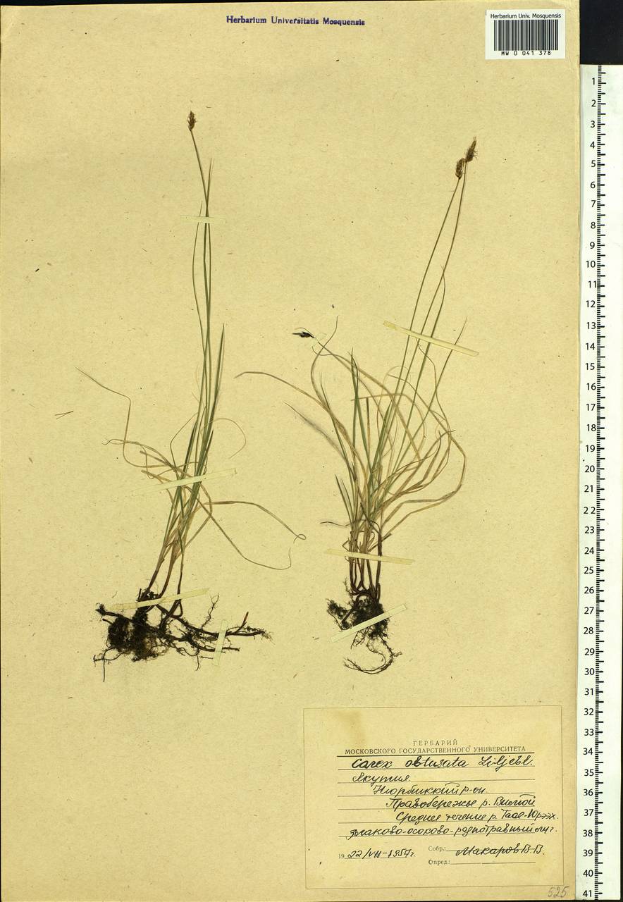Carex obtusata Lilj., Siberia, Yakutia (S5) (Russia)