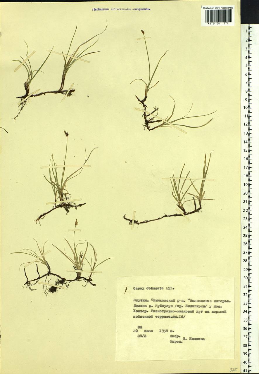 Carex obtusata Lilj., Siberia, Yakutia (S5) (Russia)
