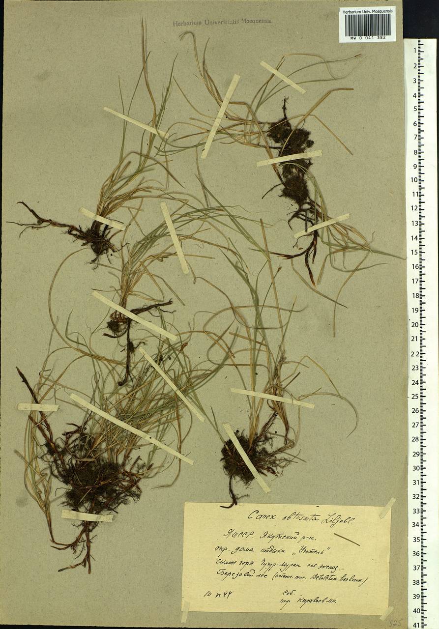 Carex obtusata Lilj., Siberia, Yakutia (S5) (Russia)