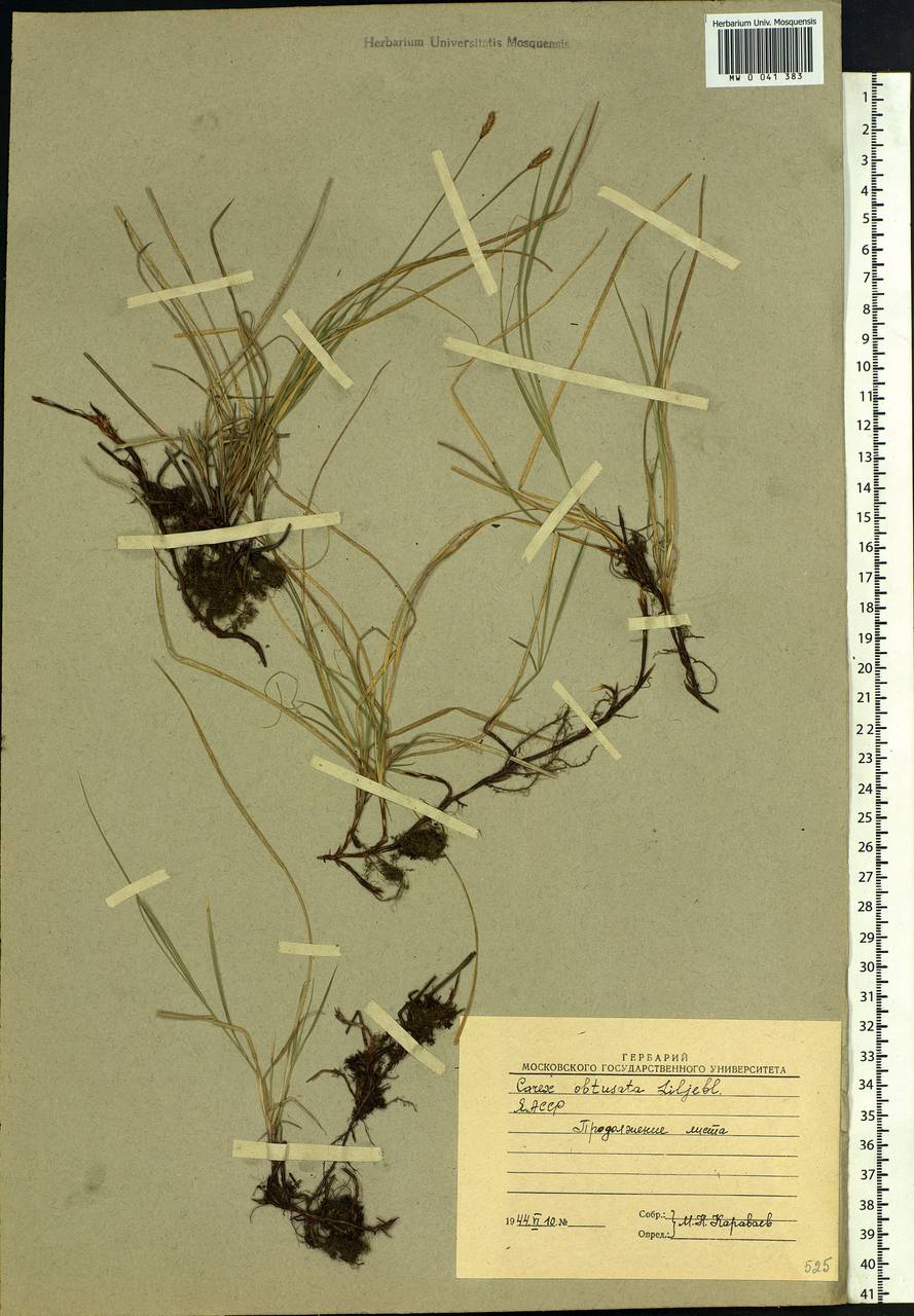 Carex obtusata Lilj., Siberia, Yakutia (S5) (Russia)