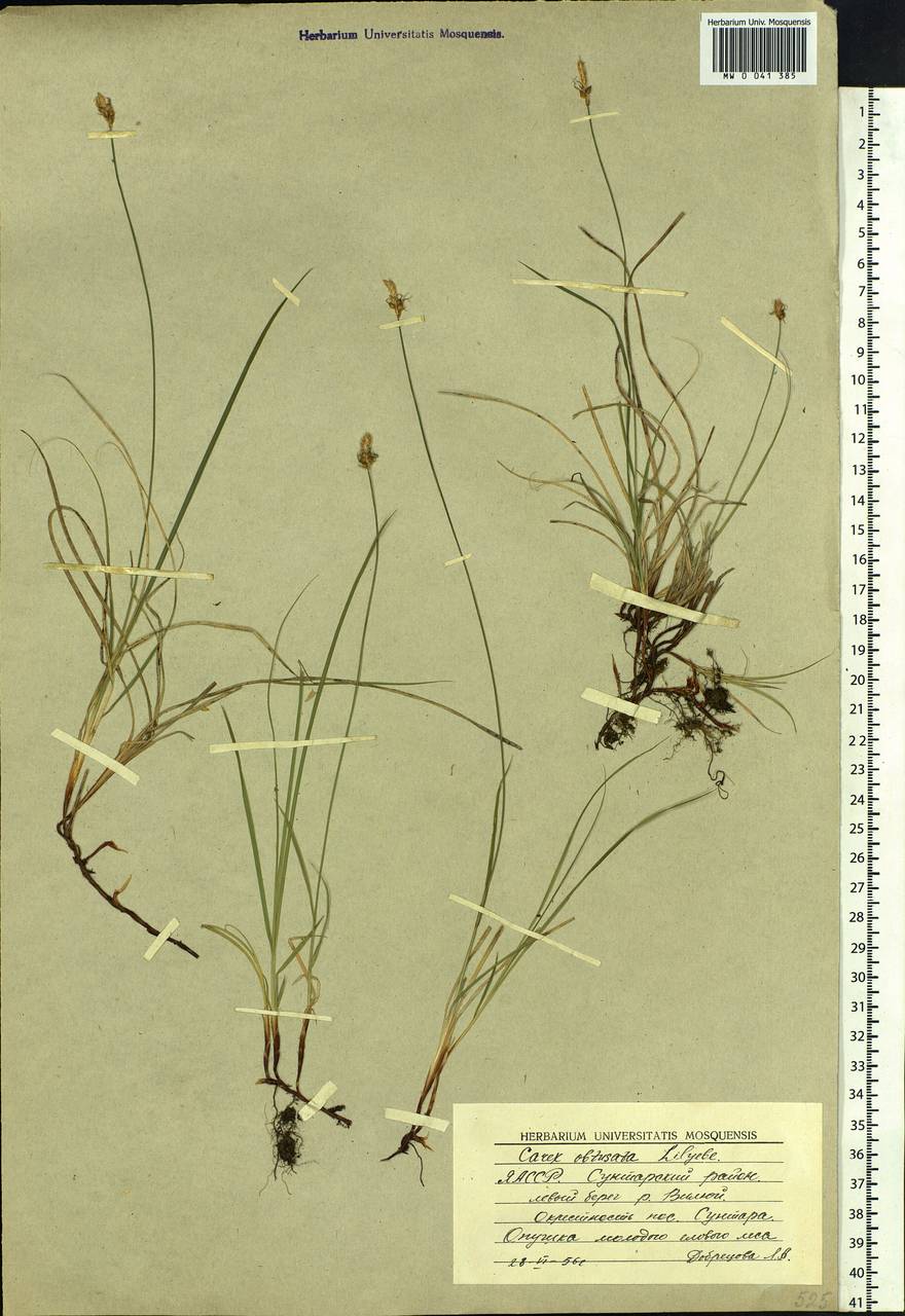Carex obtusata Lilj., Siberia, Yakutia (S5) (Russia)