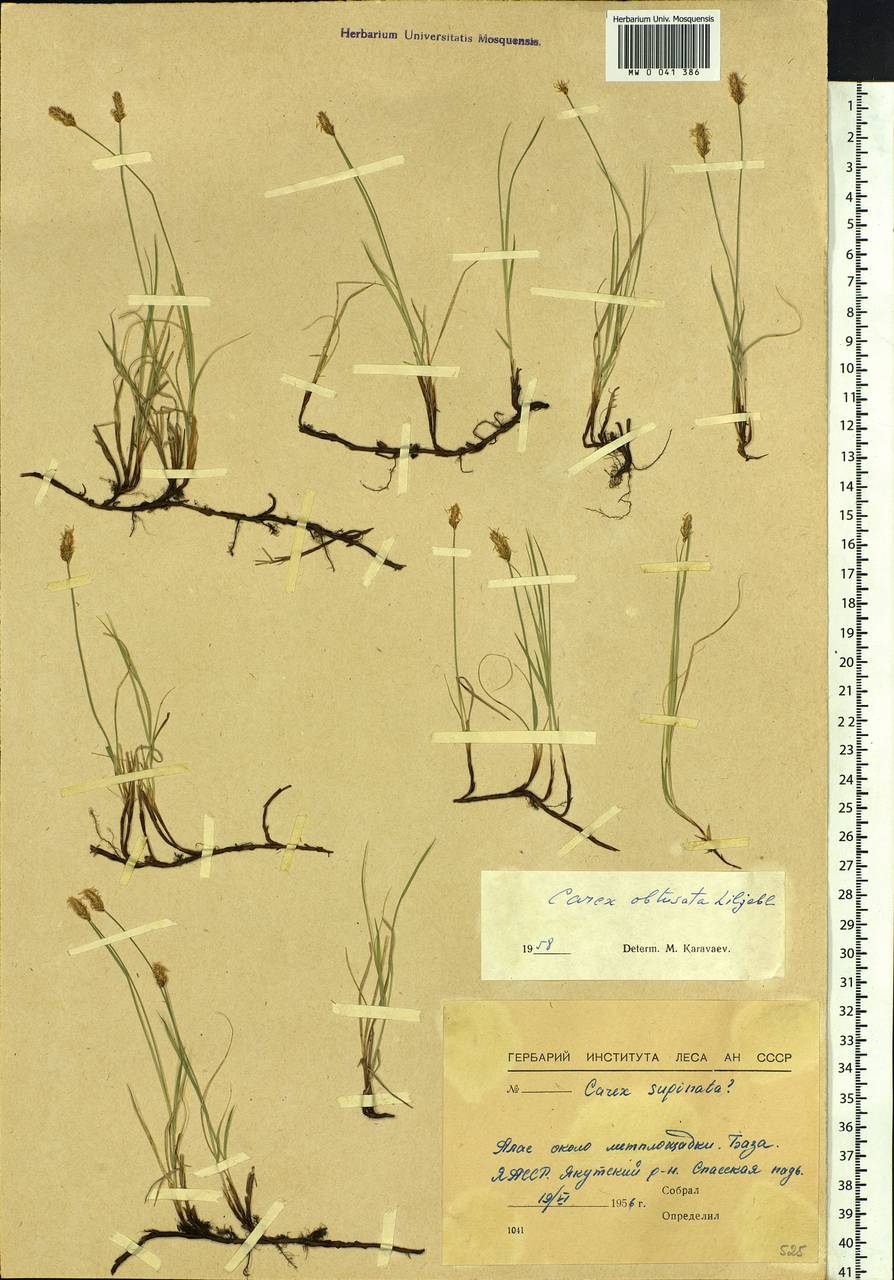 Carex obtusata Lilj., Siberia, Yakutia (S5) (Russia)