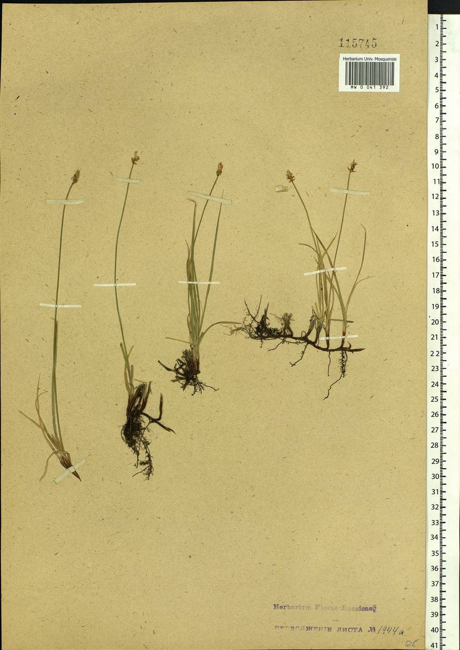 Carex obtusata Lilj., Siberia, Baikal & Transbaikal region (S4) (Russia)