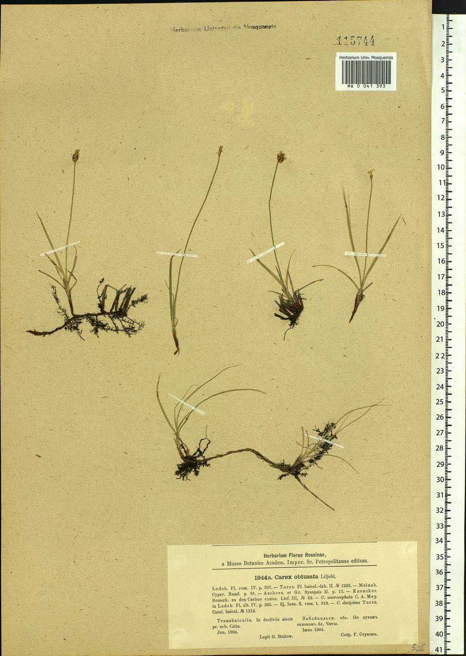 Carex obtusata Lilj., Siberia, Baikal & Transbaikal region (S4) (Russia)