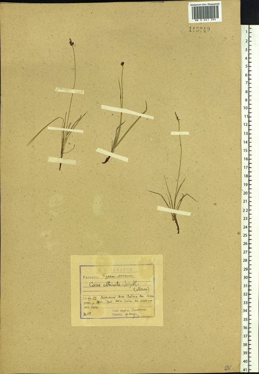 Carex obtusata Lilj., Siberia, Baikal & Transbaikal region (S4) (Russia)