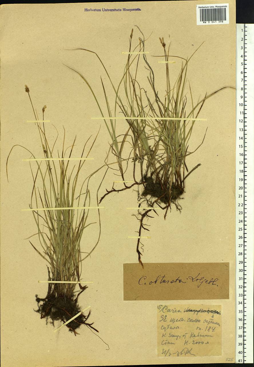 Carex obtusata Lilj., Siberia, Western (Kazakhstan) Altai Mountains (S2a) (Kazakhstan)