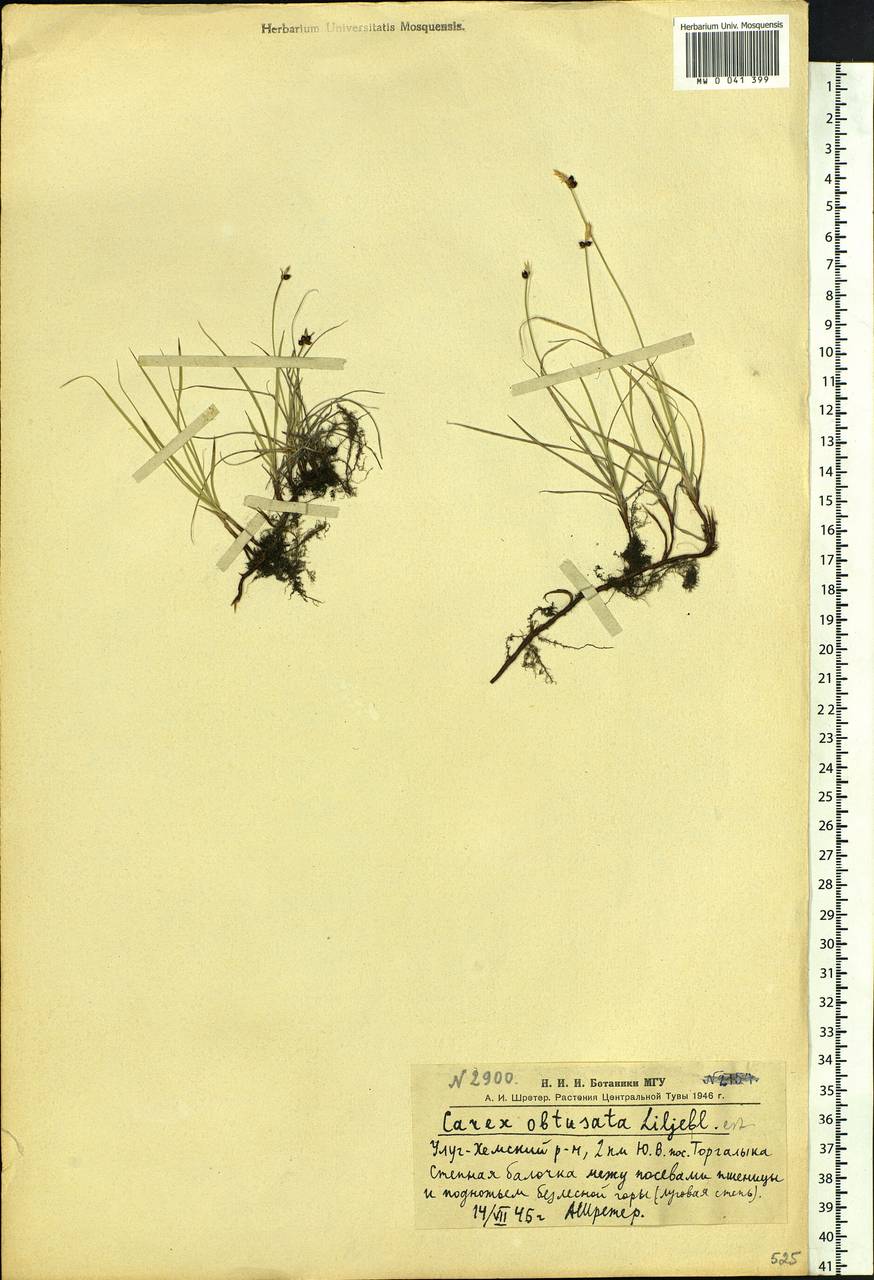 Carex obtusata Lilj., Siberia, Altai & Sayany Mountains (S2) (Russia)