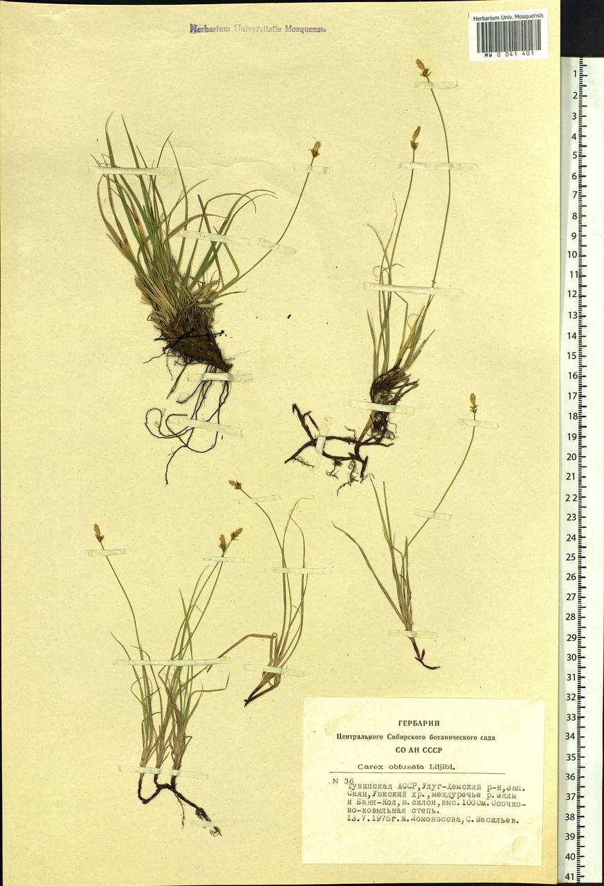 Carex obtusata Lilj., Siberia, Altai & Sayany Mountains (S2) (Russia)
