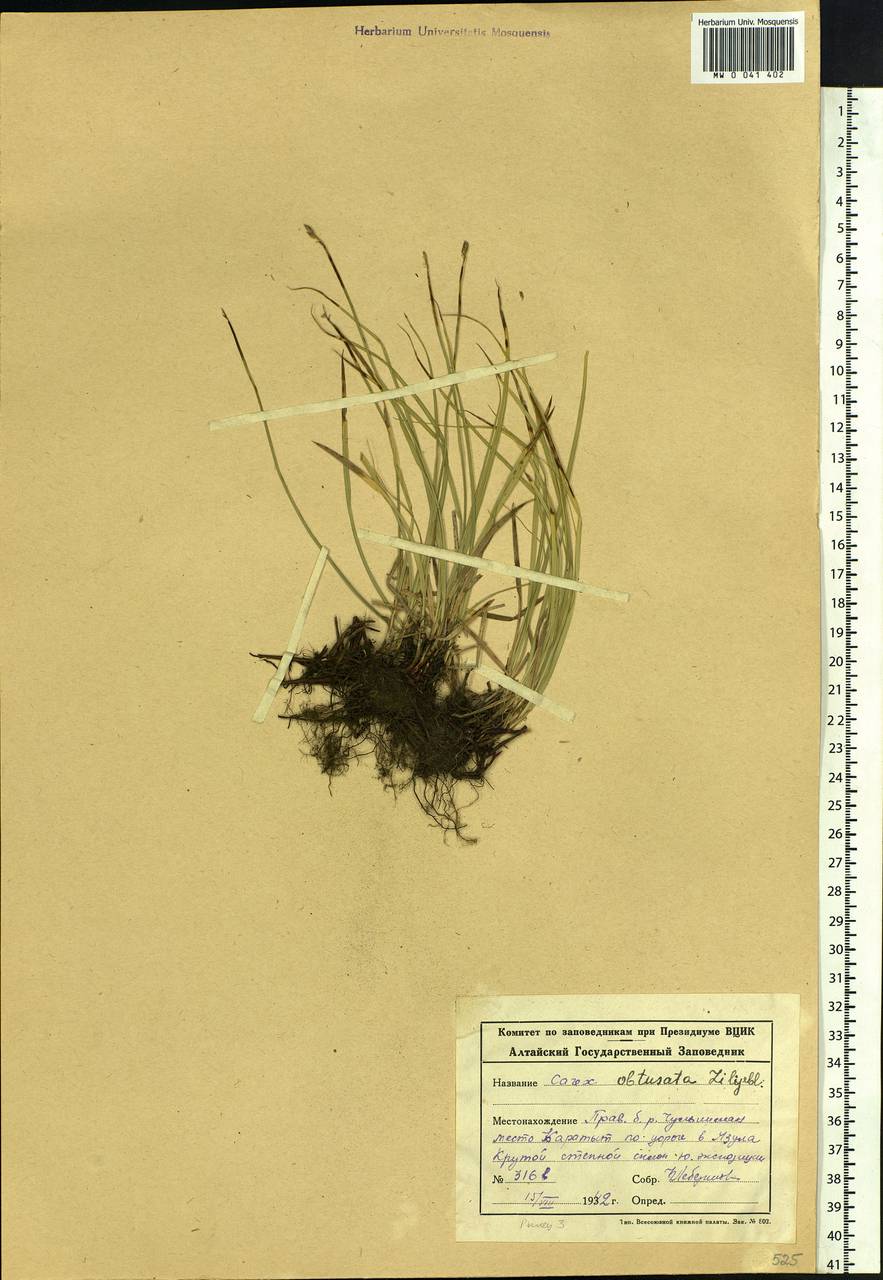 Carex obtusata Lilj., Siberia, Altai & Sayany Mountains (S2) (Russia)