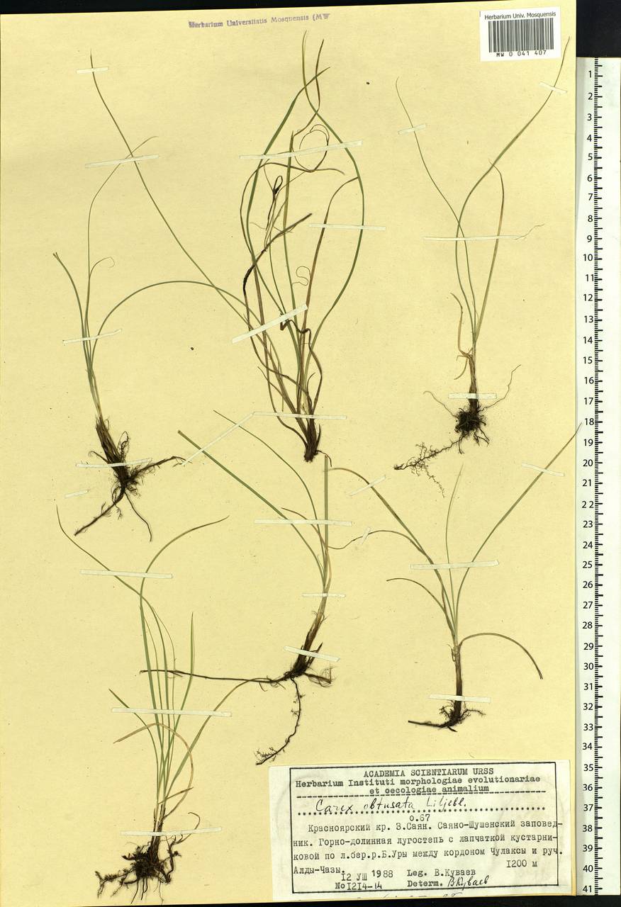 Carex obtusata Lilj., Siberia, Altai & Sayany Mountains (S2) (Russia)