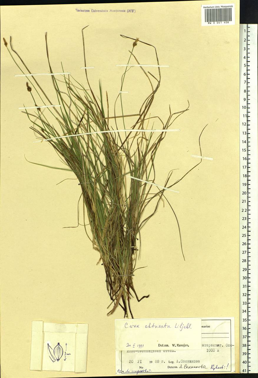 Carex obtusata Lilj., Siberia, Altai & Sayany Mountains (S2) (Russia)
