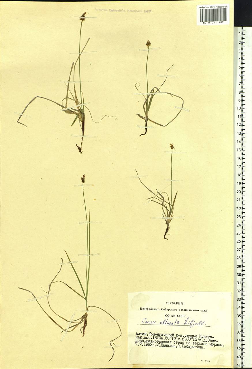 Carex obtusata Lilj., Siberia, Altai & Sayany Mountains (S2) (Russia)
