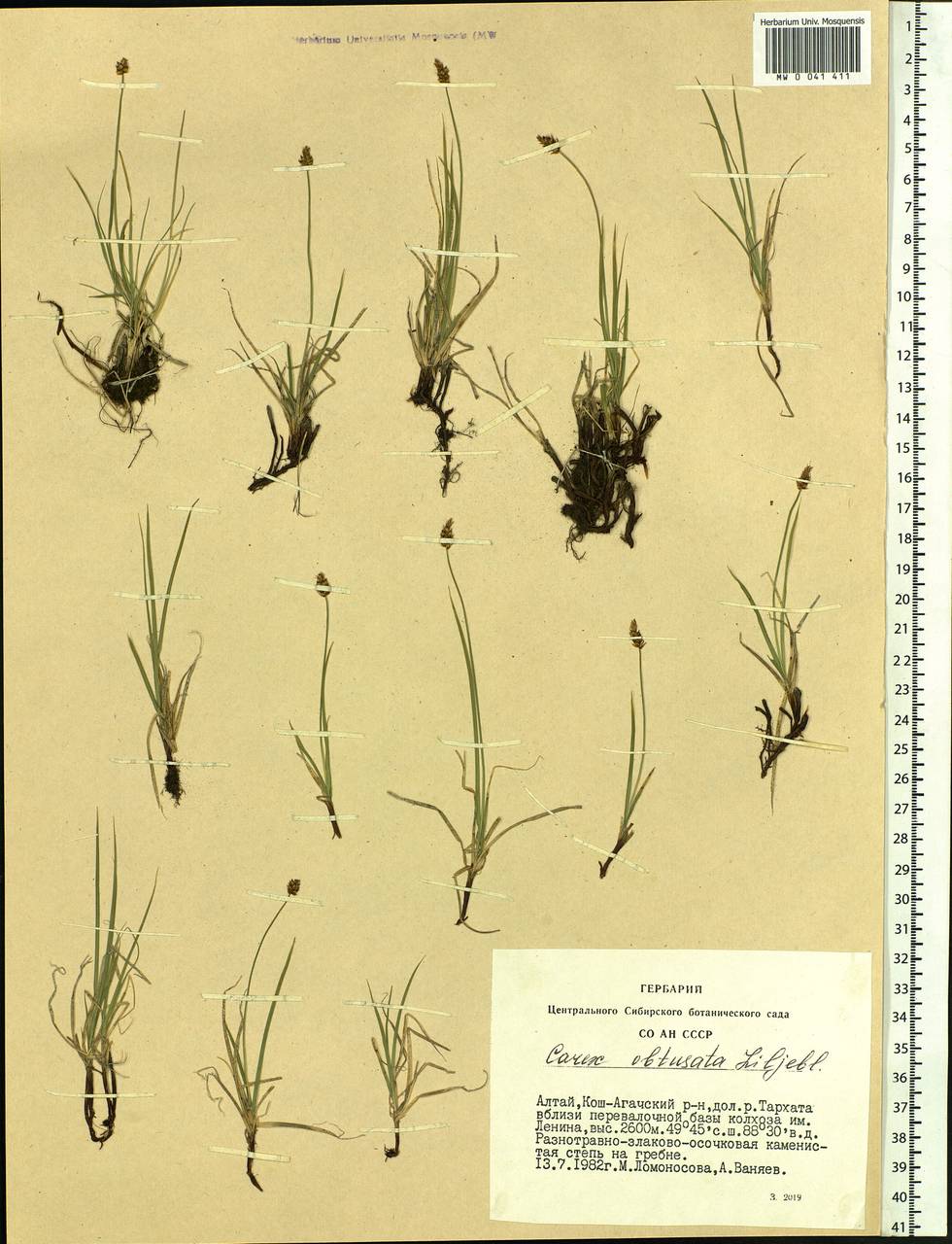 Carex obtusata Lilj., Siberia, Altai & Sayany Mountains (S2) (Russia)