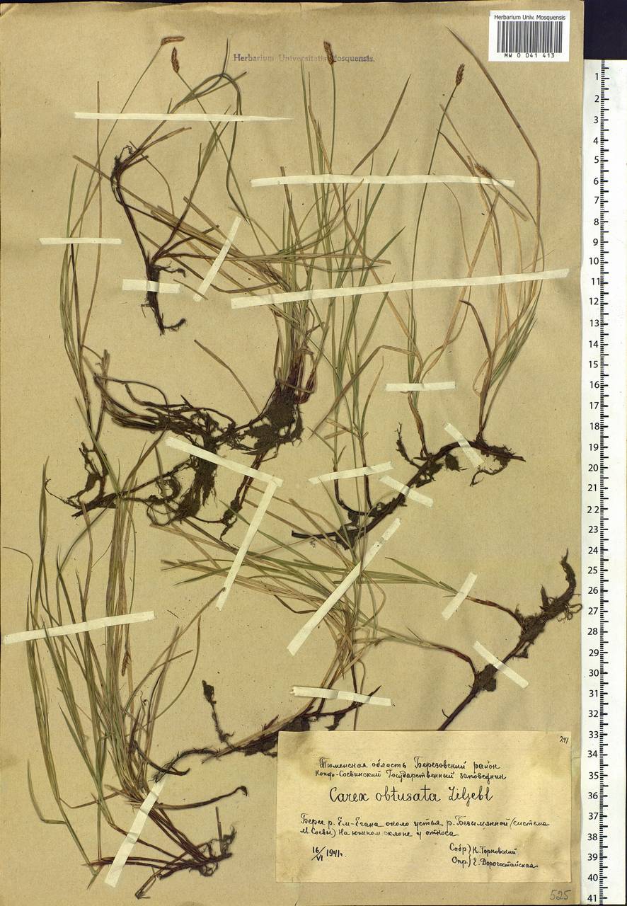 Carex obtusata Lilj., Siberia, Western Siberia (S1) (Russia)