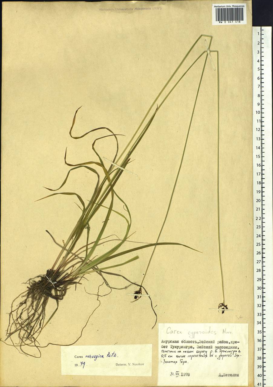 Carex norvegica Retz. , nom. cons., Siberia, Russian Far East (S6) (Russia)