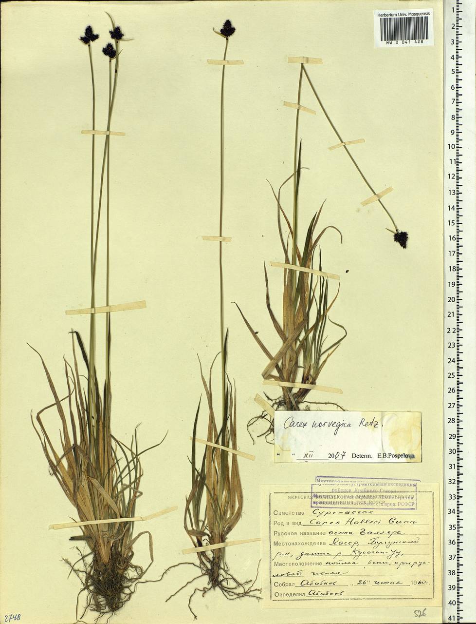 Carex norvegica Retz., Siberia, Yakutia (S5) (Russia)