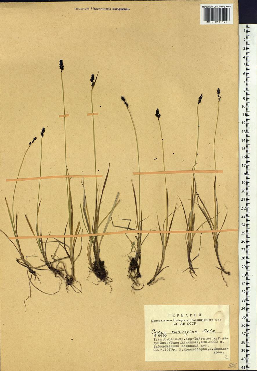 Carex norvegica Retz. , nom. cons., Siberia, Altai & Sayany Mountains (S2) (Russia)