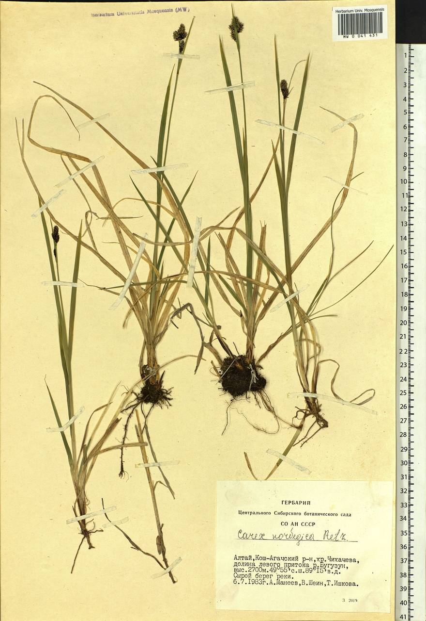 Carex norvegica Retz. , nom. cons., Siberia, Altai & Sayany Mountains (S2) (Russia)