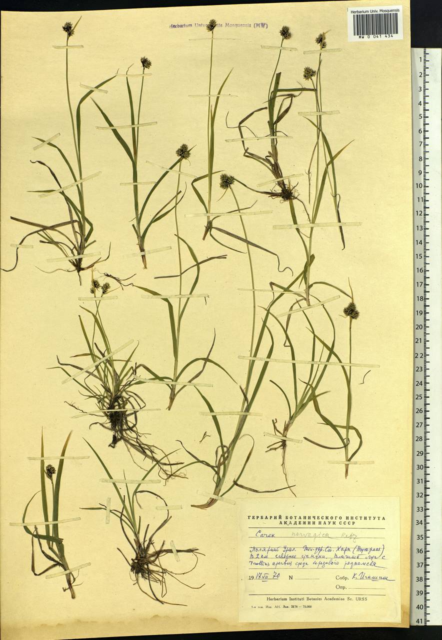 Carex norvegica Retz. , nom. cons., Siberia, Western Siberia (S1) (Russia)