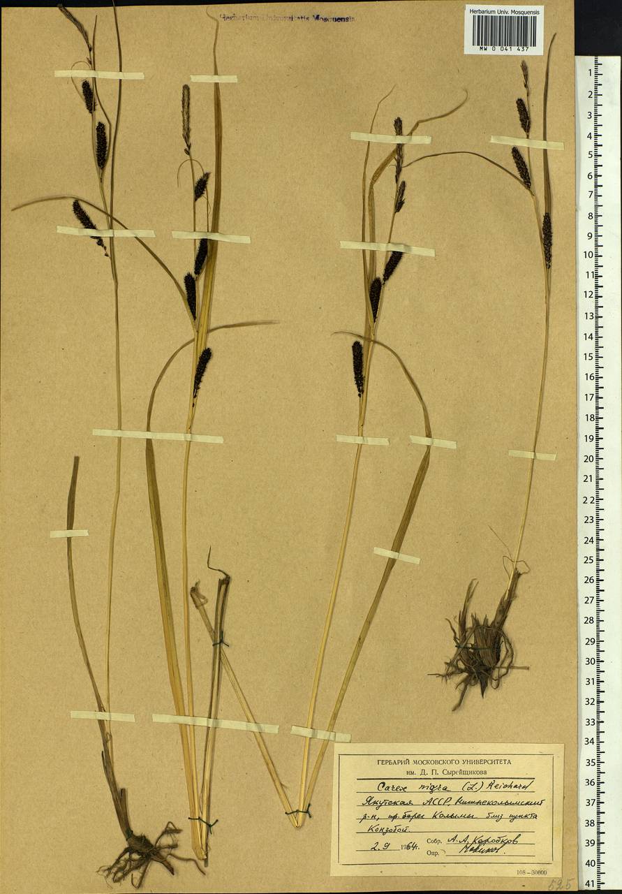 Carex nigra (L.) Reichard, Siberia, Yakutia (S5) (Russia)