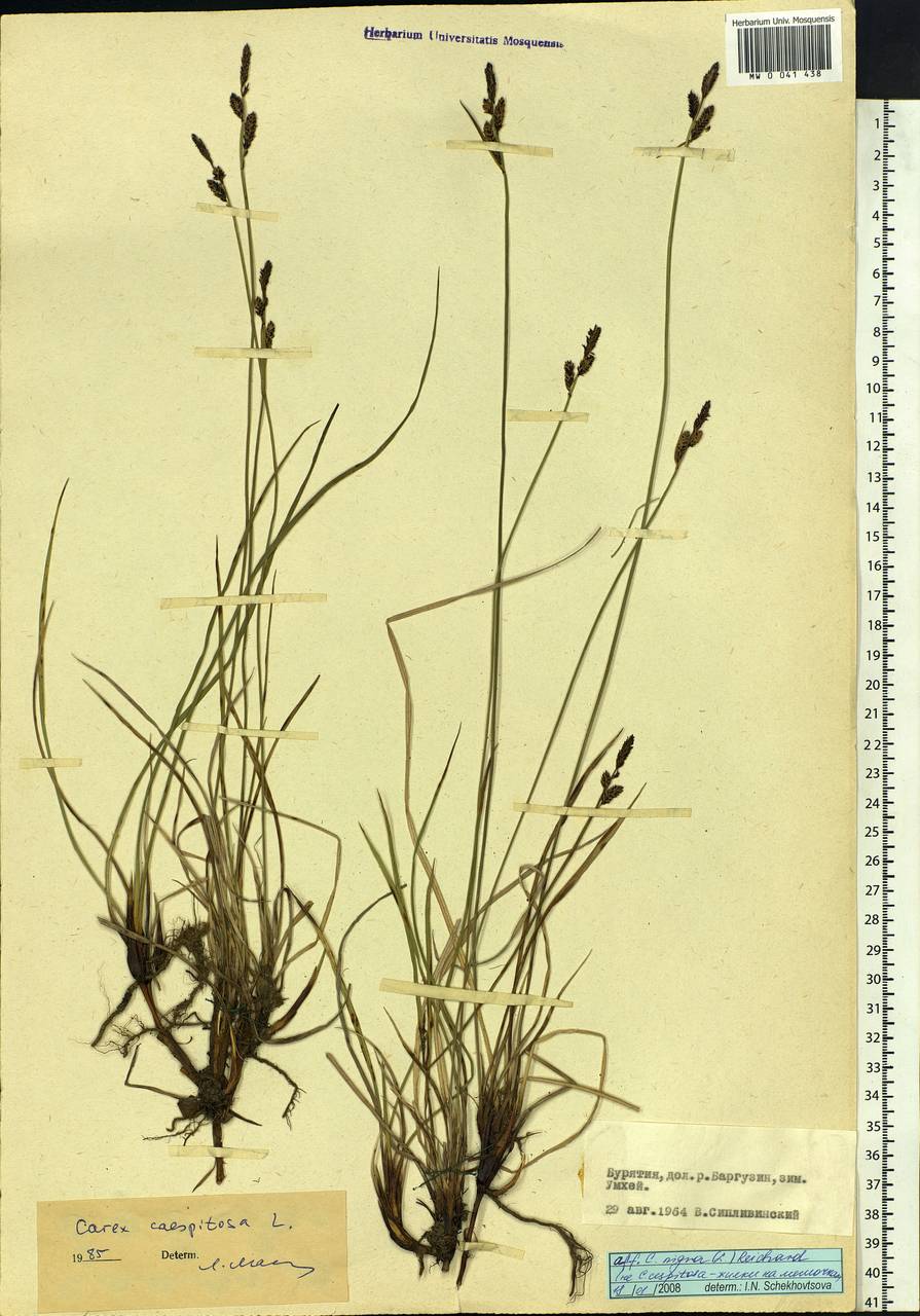 Carex nigra (L.) Reichard, Siberia, Baikal & Transbaikal region (S4) (Russia)