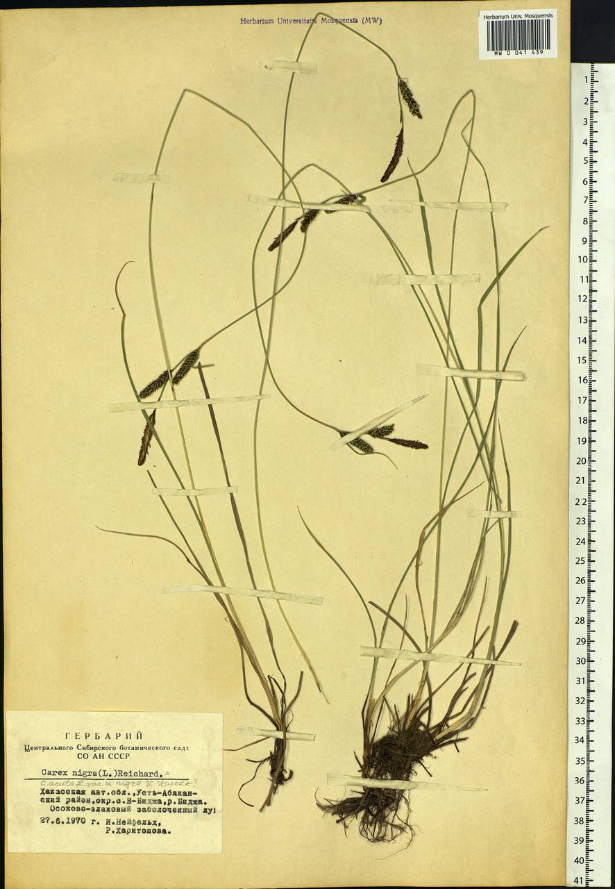 Carex nigra (L.) Reichard, Siberia, Altai & Sayany Mountains (S2) (Russia)