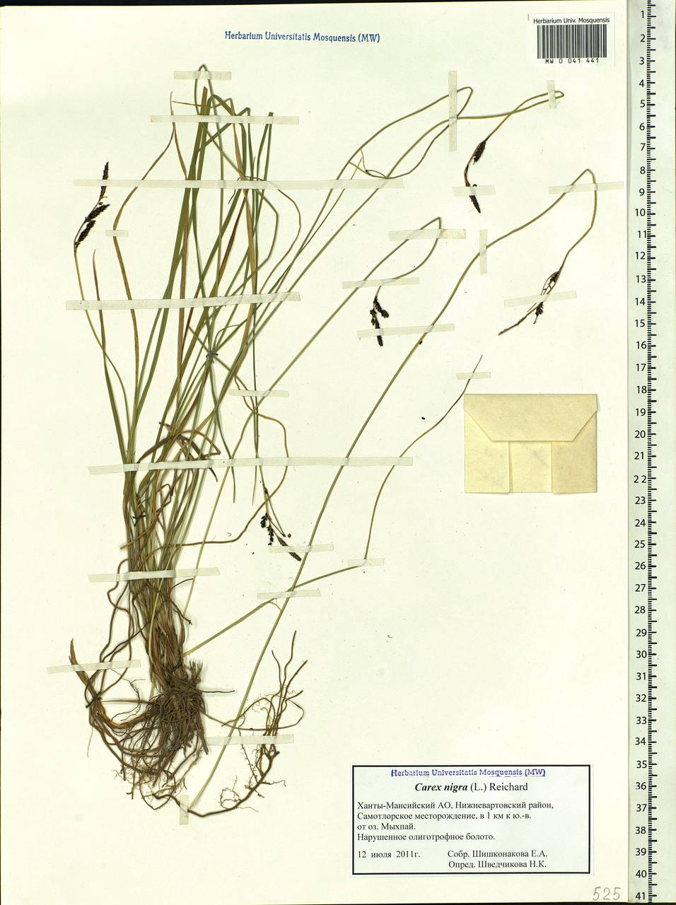 Carex nigra (L.) Reichard, Siberia, Western Siberia (S1) (Russia)