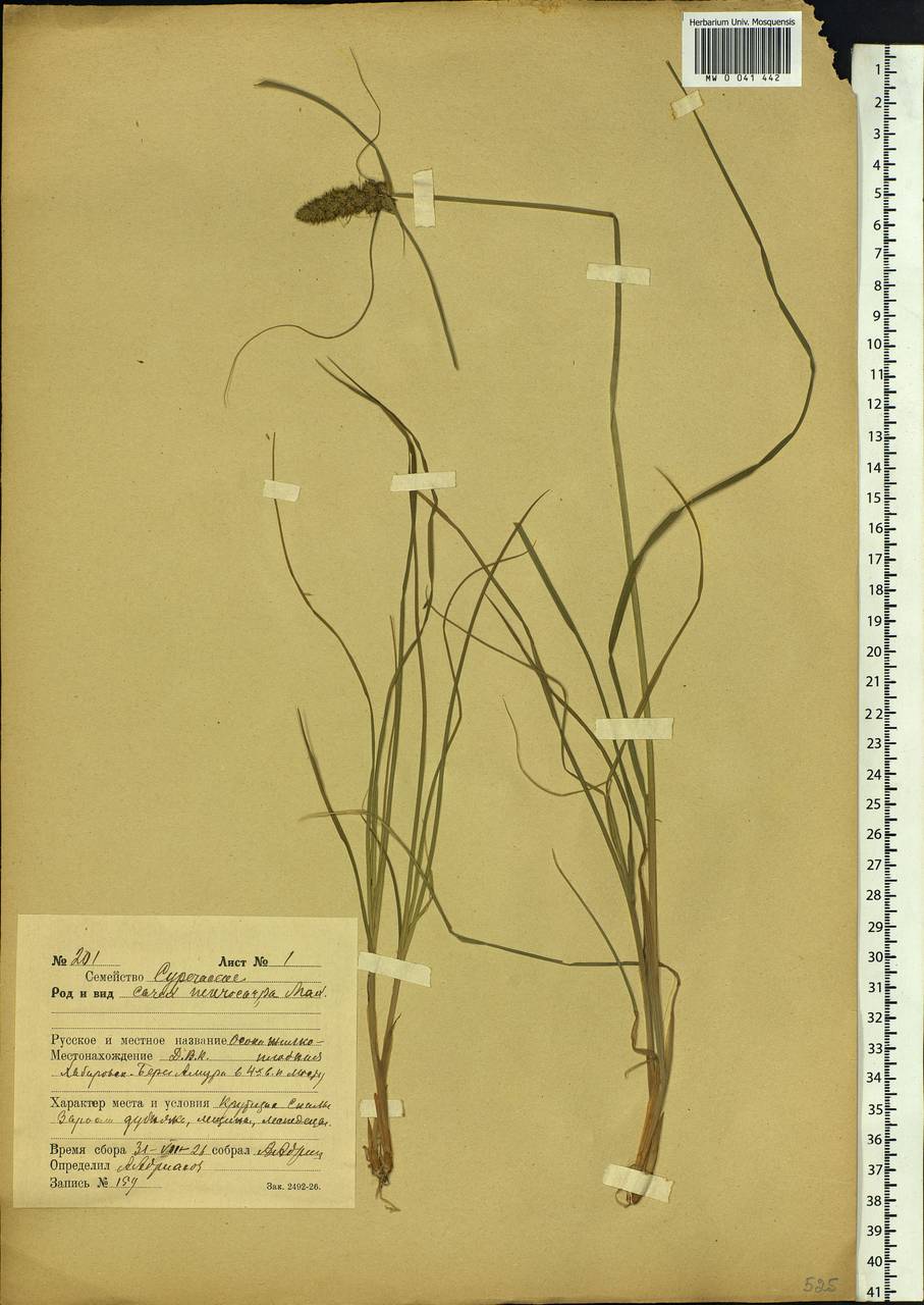 Carex neurocarpa Maxim., Siberia, Russian Far East (S6) (Russia)