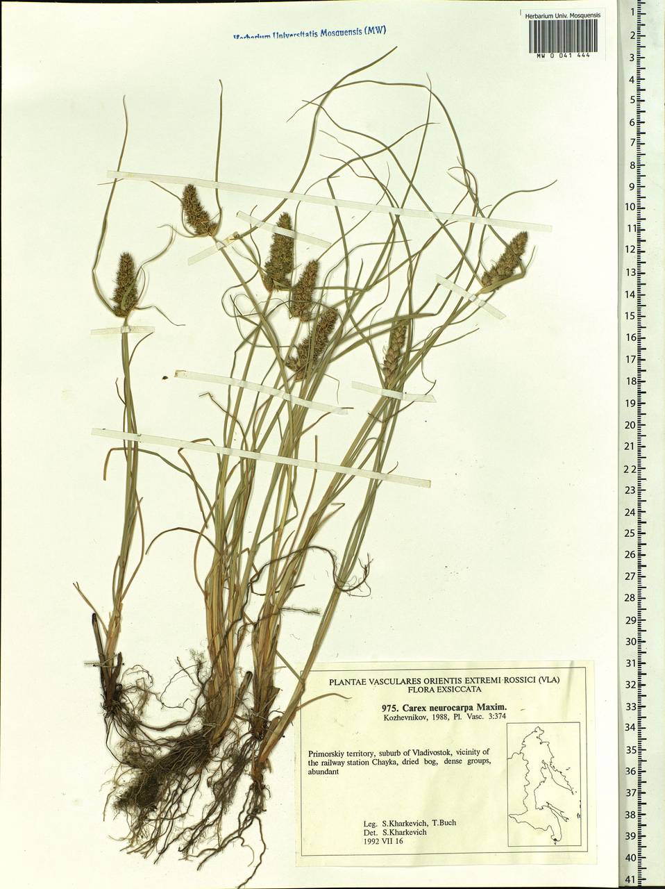 Carex neurocarpa Maxim., Siberia, Russian Far East (S6) (Russia)