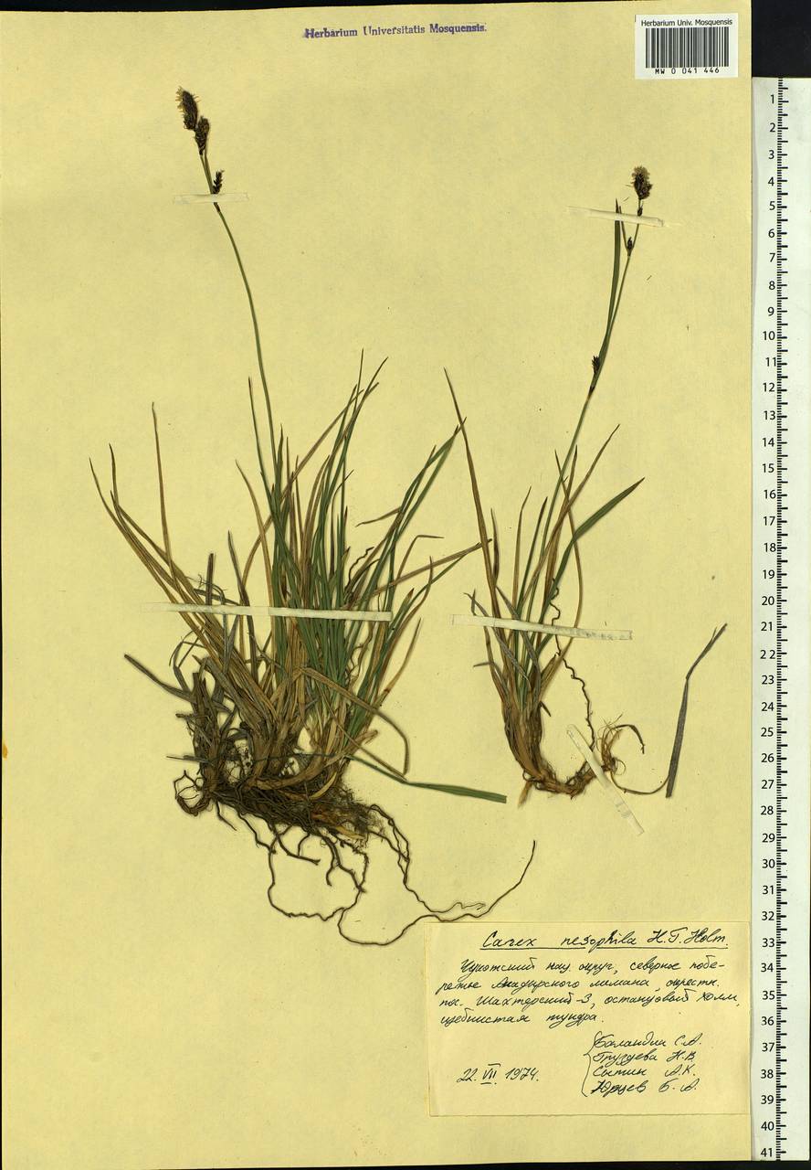 Carex microchaeta subsp. nesophila (Holm) D.F.Murray, Siberia, Chukotka & Kamchatka (S7) (Russia)