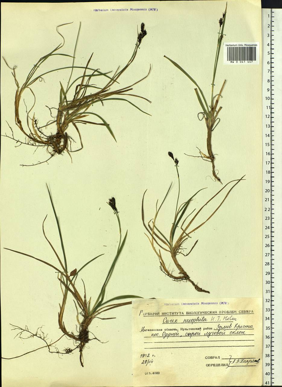 Carex microchaeta subsp. nesophila (Holm) D.F.Murray, Siberia, Chukotka & Kamchatka (S7) (Russia)