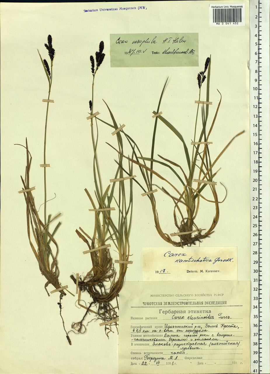 Carex microchaeta subsp. nesophila (Holm) D.F.Murray, Siberia, Chukotka & Kamchatka (S7) (Russia)