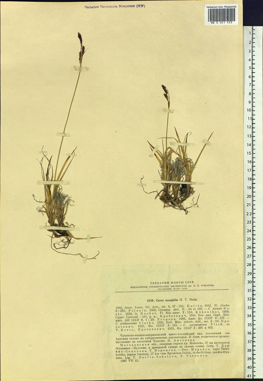 Carex microchaeta subsp. nesophila (Holm) D.F.Murray, Siberia, Chukotka & Kamchatka (S7) (Russia)