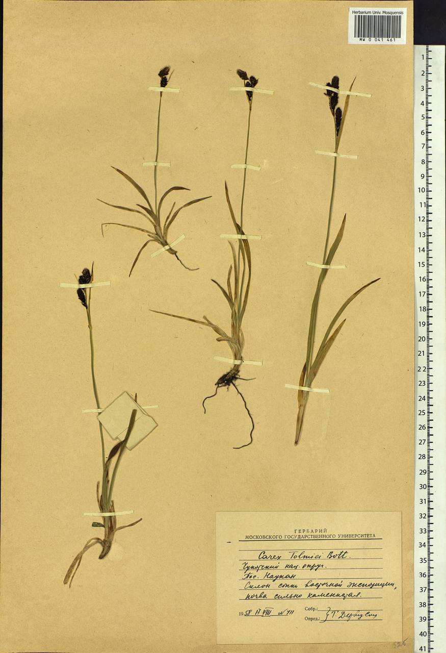Carex microchaeta subsp. nesophila (Holm) D.F.Murray, Siberia, Chukotka & Kamchatka (S7) (Russia)