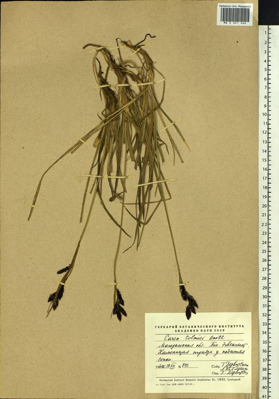 Carex microchaeta subsp. nesophila (Holm) D.F.Murray, Siberia, Chukotka & Kamchatka (S7) (Russia)