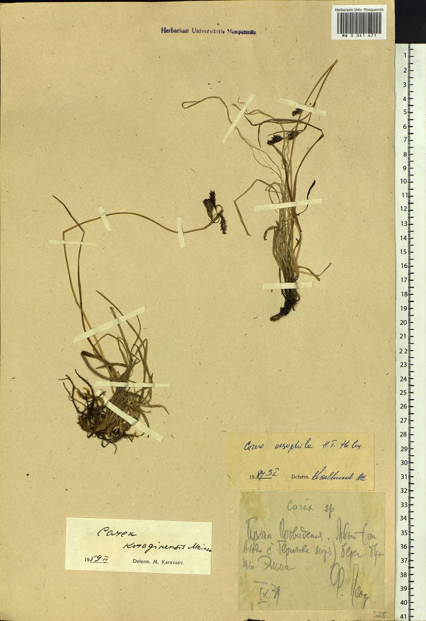 Carex microchaeta subsp. nesophila (Holm) D.F.Murray, Siberia, Chukotka & Kamchatka (S7) (Russia)