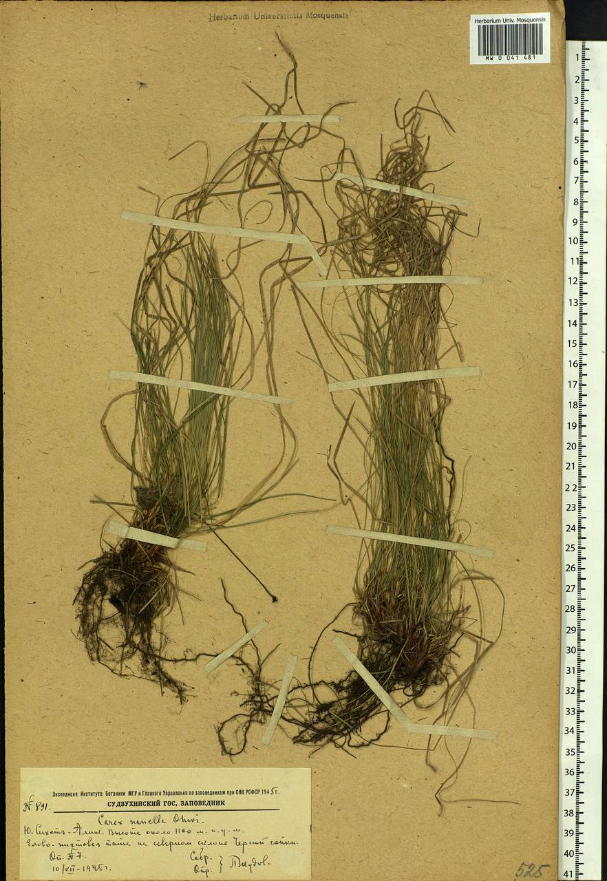 Carex callitrichos var. nana (H.Lév. & Vaniot) S.Yun Liang, L.K.Dai & Y.C.Tang, Siberia, Russian Far East (S6) (Russia)