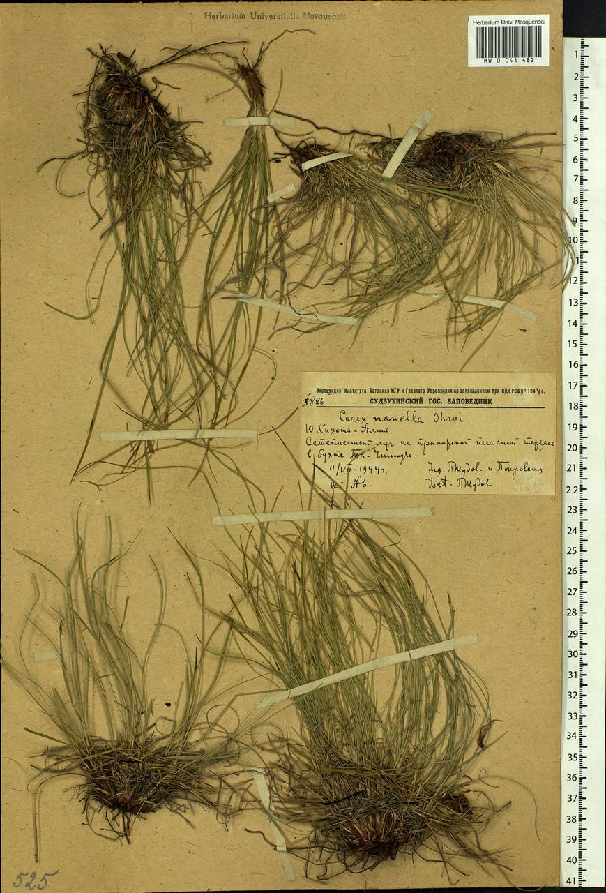 Carex callitrichos var. nana (H.Lév. & Vaniot) S.Yun Liang, L.K.Dai & Y.C.Tang, Siberia, Russian Far East (S6) (Russia)