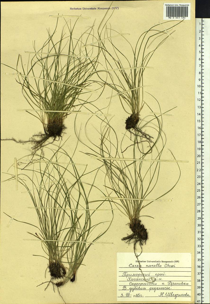 Carex callitrichos var. nana (H.Lév. & Vaniot) S.Yun Liang, L.K.Dai & Y.C.Tang, Siberia, Russian Far East (S6) (Russia)