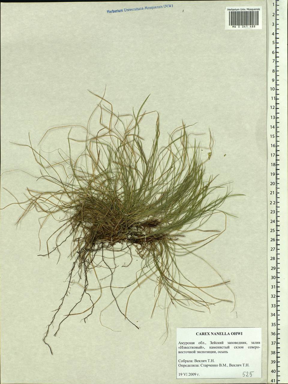 Carex callitrichos var. nana (H.Lév. & Vaniot) S.Yun Liang, L.K.Dai & Y.C.Tang, Siberia, Russian Far East (S6) (Russia)