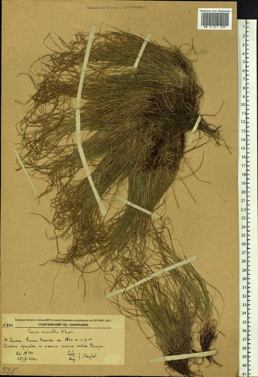 Carex callitrichos var. nana (H.Lév. & Vaniot) S.Yun Liang, L.K.Dai & Y.C.Tang, Siberia, Russian Far East (S6) (Russia)