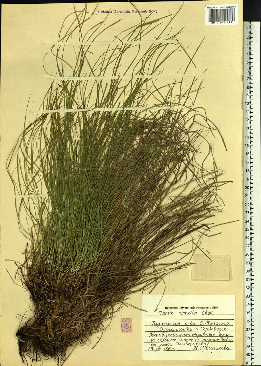 Carex callitrichos var. nana (H.Lév. & Vaniot) S.Yun Liang, L.K.Dai & Y.C.Tang, Siberia, Russian Far East (S6) (Russia)