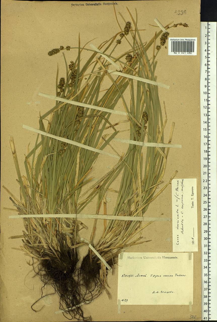 Carex muricata L., Siberia, Altai & Sayany Mountains (S2) (Russia)