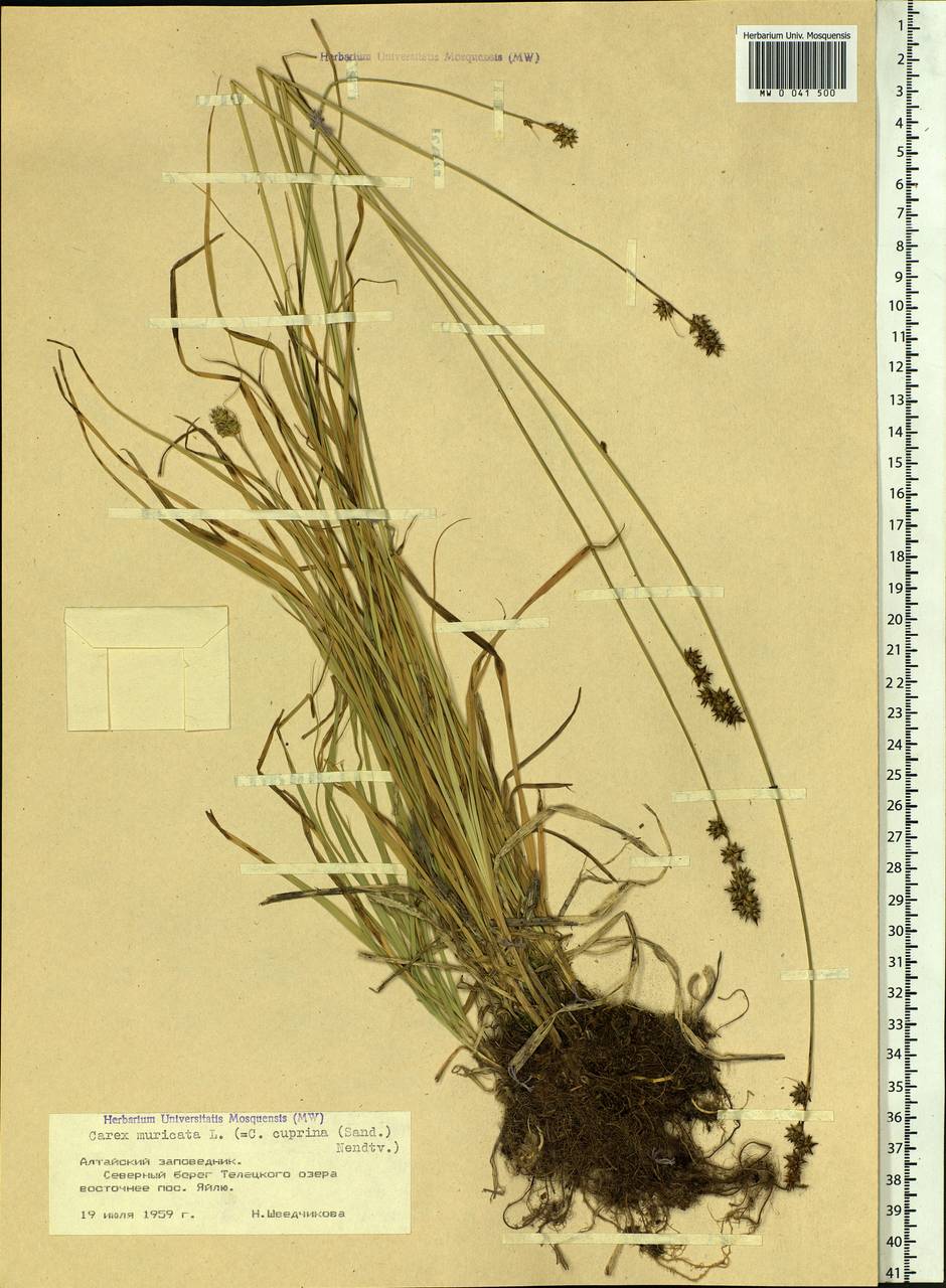 Carex muricata L., Siberia, Altai & Sayany Mountains (S2) (Russia)