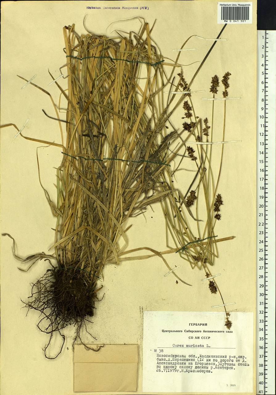 Carex muricata L., Siberia, Western Siberia (S1) (Russia)
