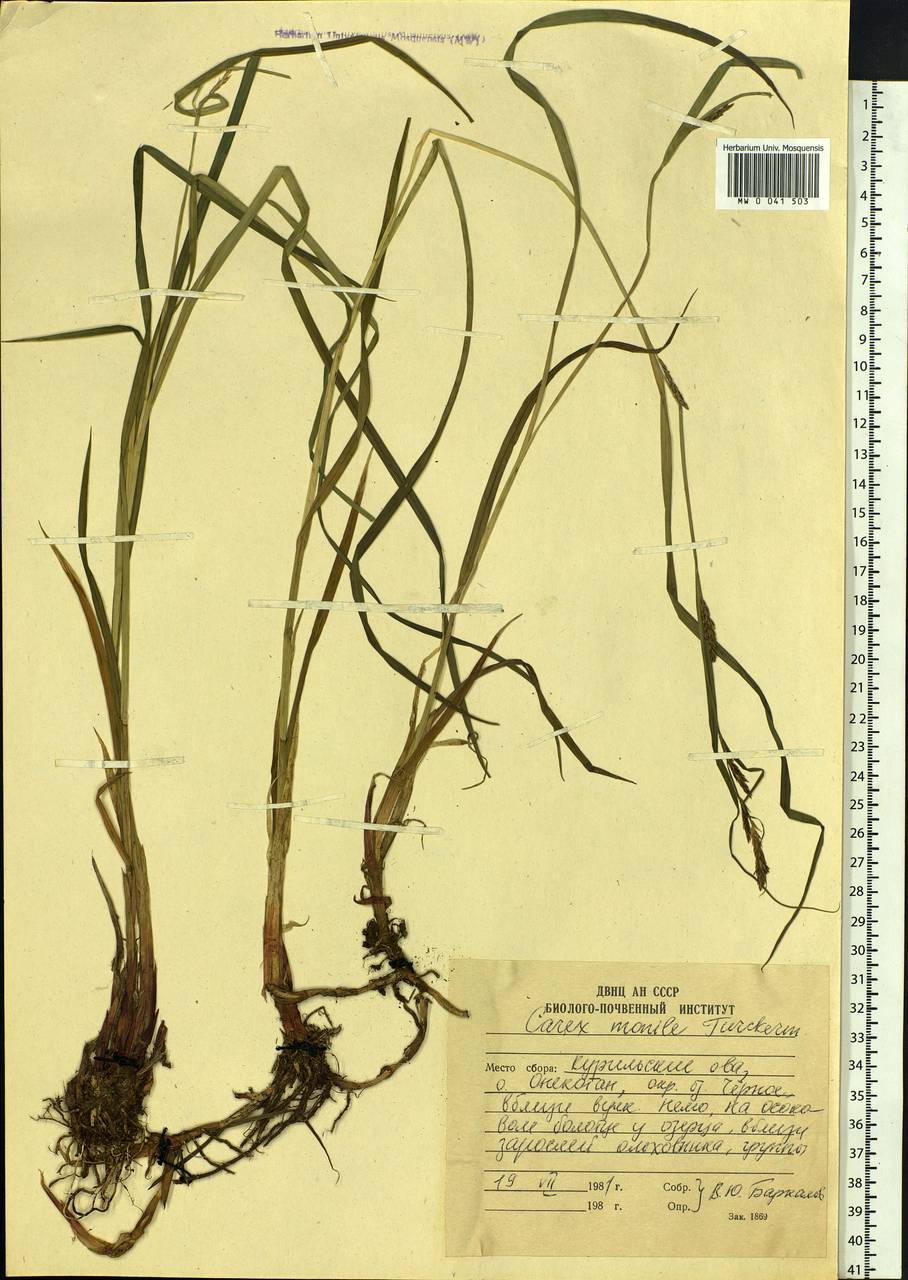 Carex vesicaria L., Siberia, Russian Far East (S6) (Russia)